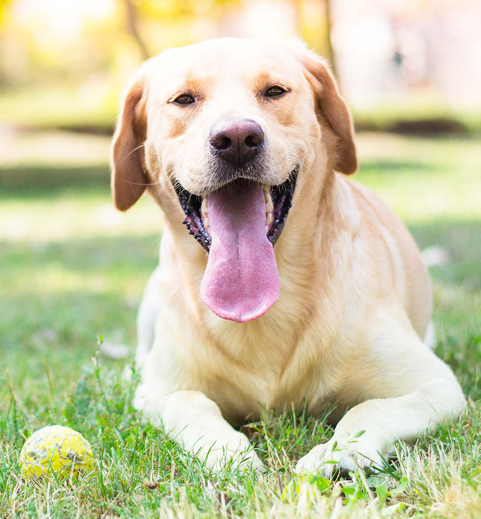 Mezzo Apartments -  Buckhead, Atlanta, GA - Dog Wash